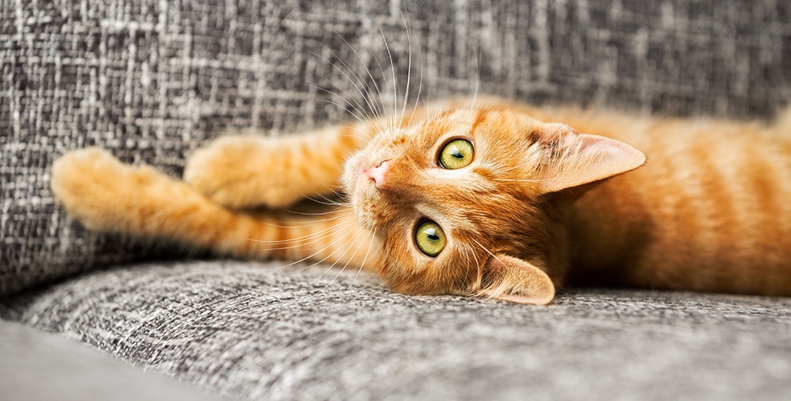 How to Find The Best PetFriendly Apartments ARIELSD